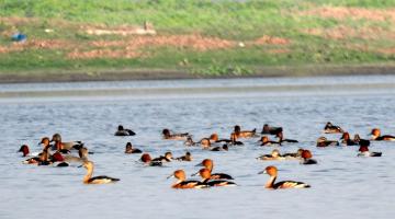 :Fulvous Whistling Duck Dendrocygna bicolor