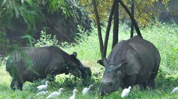 Guwahati Zoo