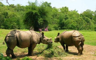 Assam State Zoo cum Botanical Garden