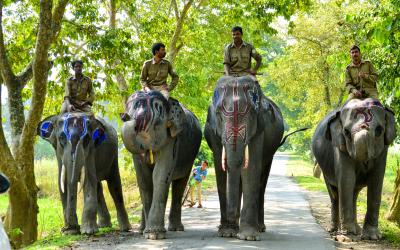 Kaziranga National Park