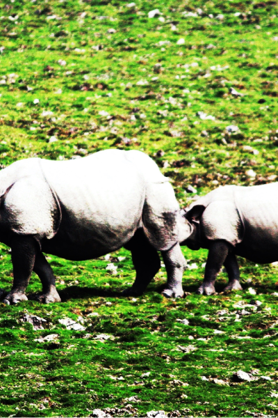 Pobitora Wildlife Sanctuary
