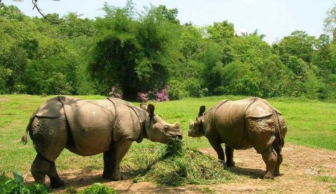 Assam State Zoo cum Botanical Garden