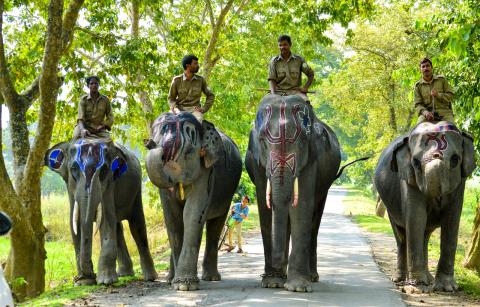 Kaziranga National Park