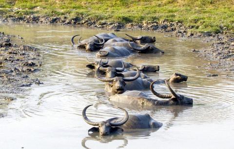 Kaziranga National Park