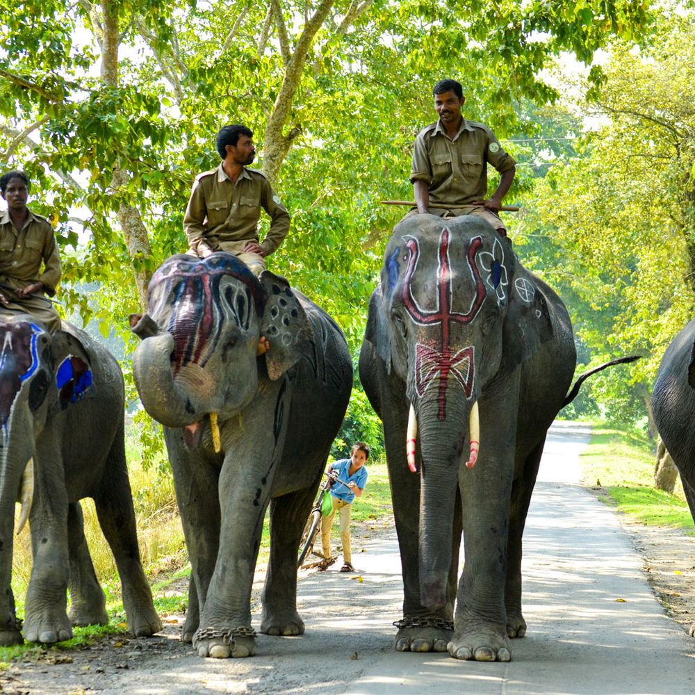 Kaziranga National Park