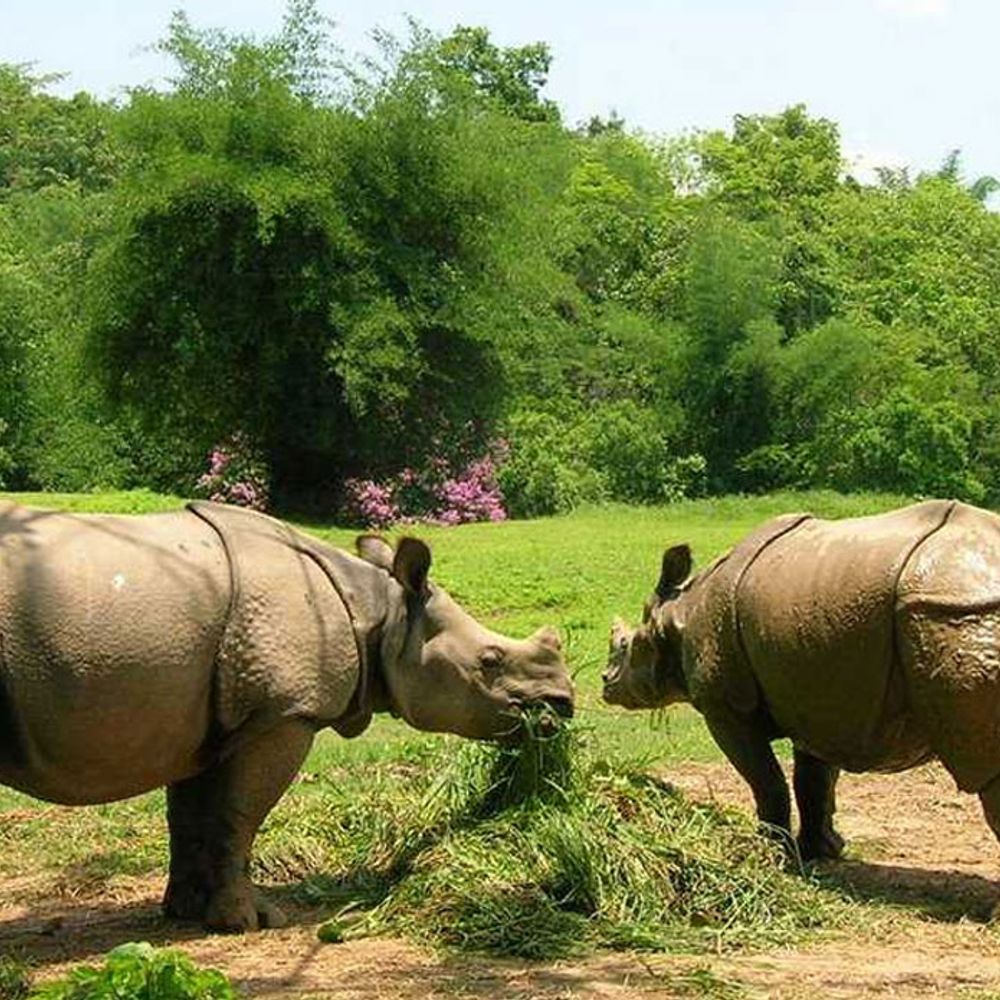 Assam State Zoo cum Botanical Garden